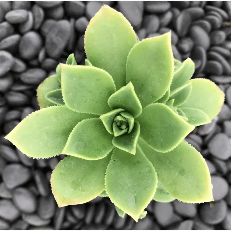 Pinwheel Aeonium Haworthii Live Succulent Plant 2 Inch Pot Indoor Outdoor Pinwheel Aeonium Haworthii Live Succulent Plant 2 Inch Pot Indoor Outdoor - Image 1