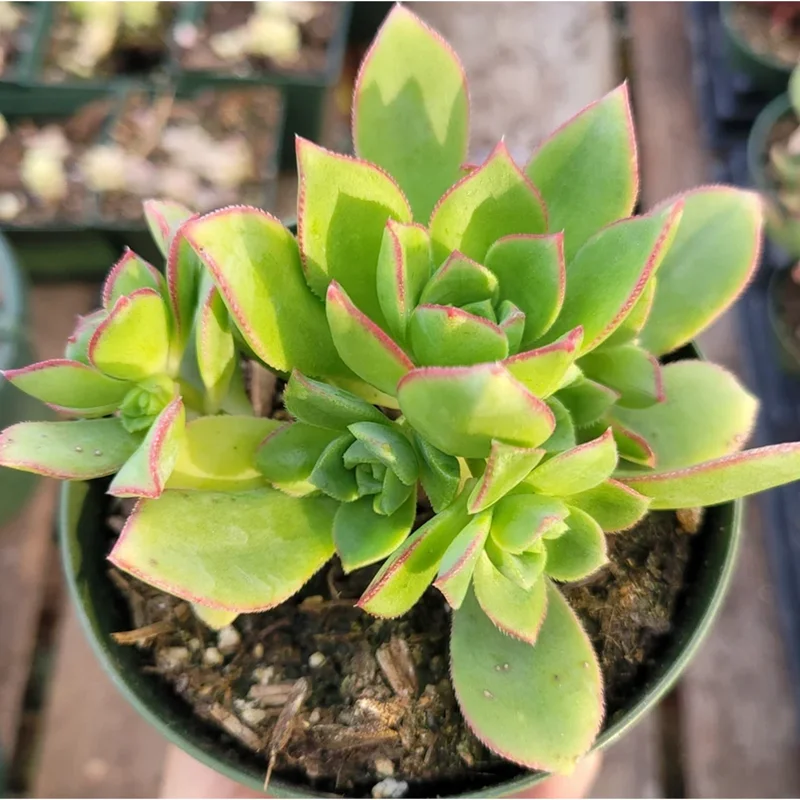 Pinwheel Aeonium Haworthii Live Succulent Plant 2 Inch Pot Indoor Outdoor Pinwheel Aeonium Haworthii Live Succulent Plant 2 Inch Pot Indoor Outdoor - Image 5