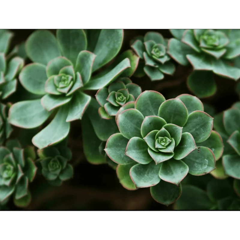 Pinwheel Aeonium Haworthii Live Succulent Plant 2 Inch Pot Indoor Outdoor Pinwheel Aeonium Haworthii Live Succulent Plant 2 Inch Pot Indoor Outdoor - Image 6