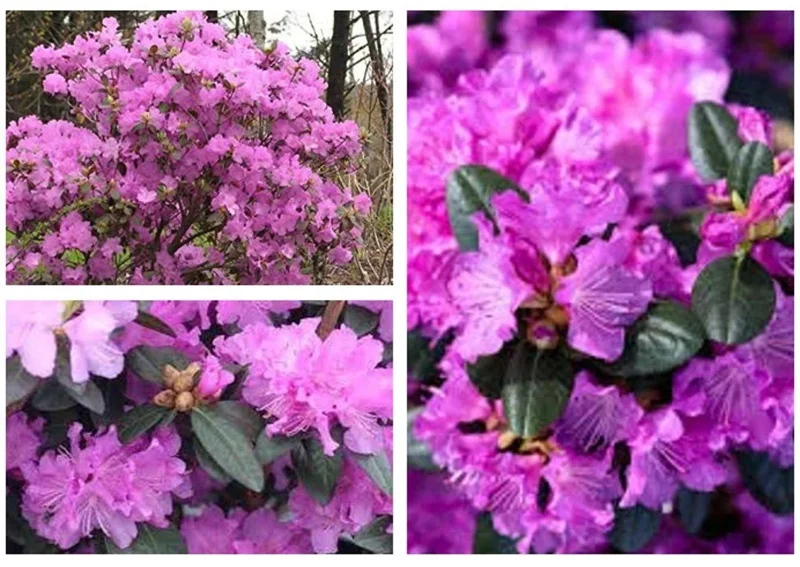 PJM Elite Rhododendron Live Plant - 12+ Inches, Bare Root, Pink/Purple Flowers, Outdoor PJM Elite Rhododendron Live Plant - 12+ Inches, Bare Root, Pink/Purple Flowers, Outdoor - Image 1