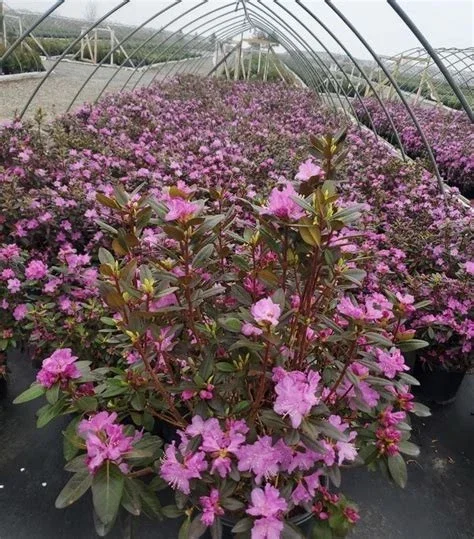 PJM Elite Rhododendron Live Plant - 12+ Inches, Bare Root, Pink/Purple Flowers, Outdoor PJM Elite Rhododendron Live Plant - 12+ Inches, Bare Root, Pink/Purple Flowers, Outdoor - Image 2