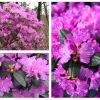 PJM Elite Rhododendron Live Plant – 12+ Inches – Outdoor Shrub - Image 1