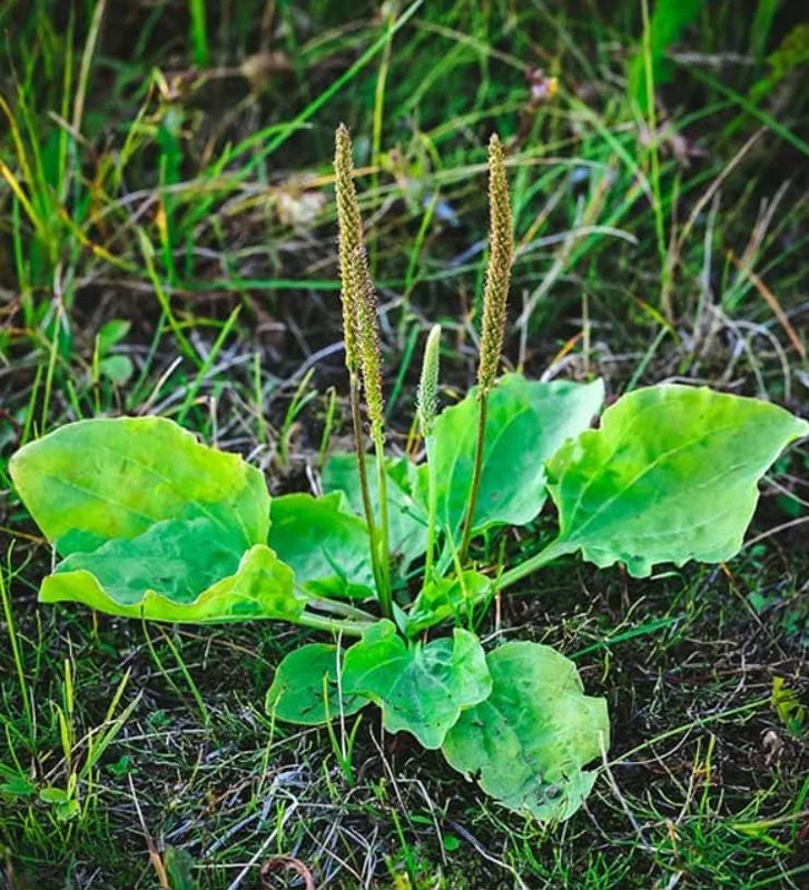 Plantain Live Plant – 3 Healthy Plants in 4 Inch Pot – Edible Perennial, 10" Tall - Image 1