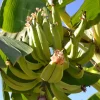 Plantain Plant Rhizome - Well-Rooted Live Banana Plant - Image 1