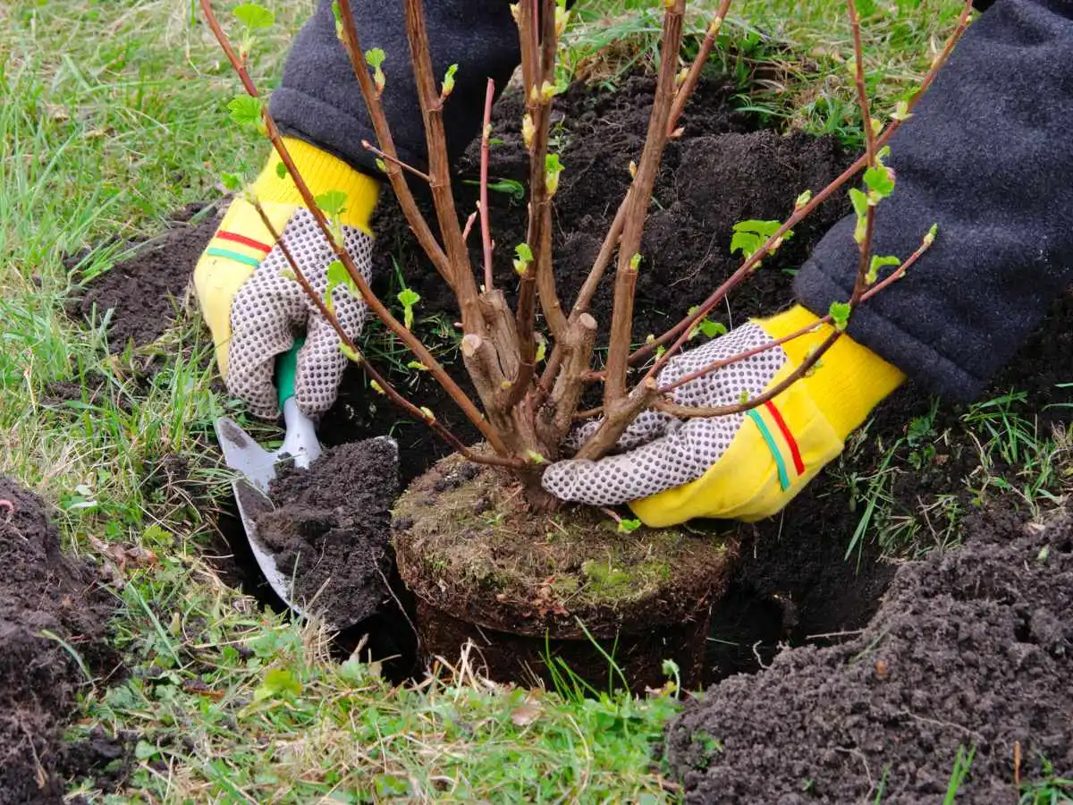 Planting red currant