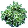 Plectranthus Forsteri Marginatus Variegated Swedish Ivy Live Plant 2 Inch Pot Indoor Outdoor Plectranthus Forsteri Marginatus Variegated Swedish Ivy Live Plant 2 Inch Pot Indoor Outdoor - Image 1