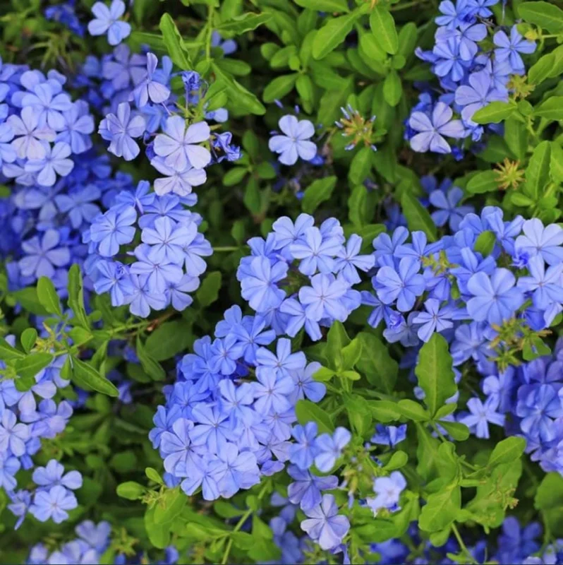Plumbago Blue Live Plant – Vibrant Flowering Shrub – 4-6 Inch Tall Plumbago Blue Live Plant – Vibrant Flowering Shrub – 4-6 Inch Tall - Image 2