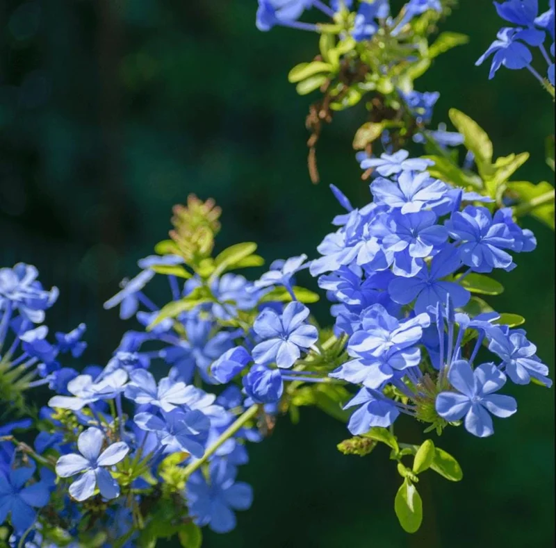 Plumbago Blue Live Plant – Vibrant Flowering Shrub – 4-6 Inch Tall Plumbago Blue Live Plant – Vibrant Flowering Shrub – 4-6 Inch Tall - Image 3