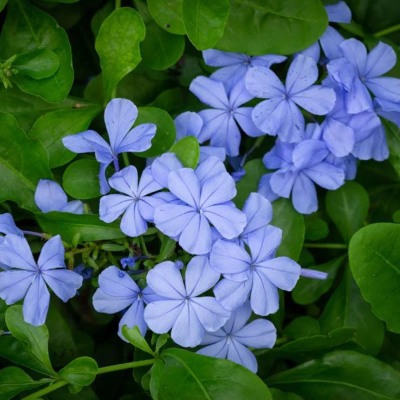 Plumbago Blue Live Plant – Vibrant Flowering Shrub – 4-6 Inch Tall Plumbago Blue Live Plant – Vibrant Flowering Shrub – 4-6 Inch Tall - Image 4