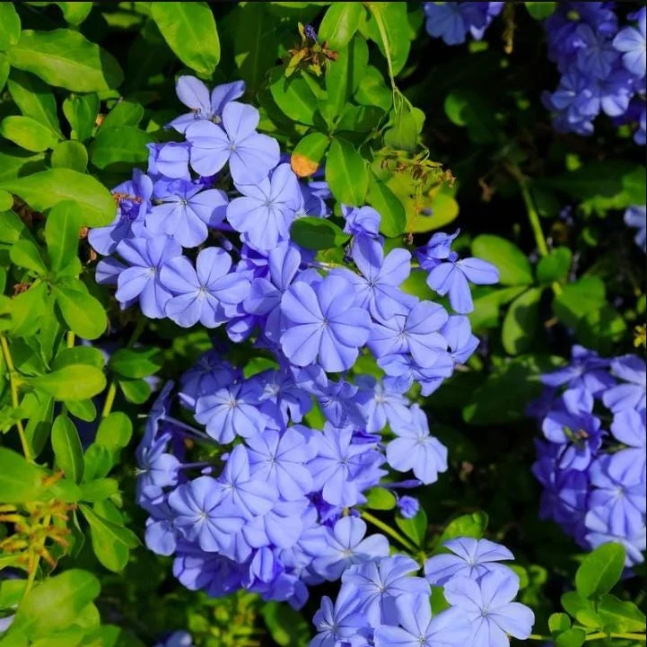 Plumbago Blue Live Plant – Vibrant Flowering Shrub – 4-6 Inch Tall Plumbago Blue Live Plant – Vibrant Flowering Shrub – 4-6 Inch Tall - Image 5