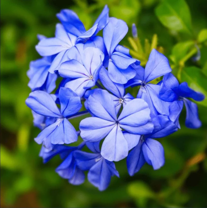 Plumbago Blue Live Plant – Vibrant Flowering Shrub – 4-6 Inch Tall Plumbago Blue Live Plant – Vibrant Flowering Shrub – 4-6 Inch Tall - Image 1