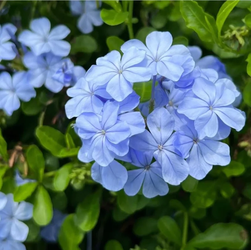 Plumbago Blue Live Plant – Vibrant Flowering Shrub – 4-6 Inch Tall Plumbago Blue Live Plant – Vibrant Flowering Shrub – 4-6 Inch Tall - Image 6