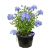 Plumbago Live Plant 4-7 Inch Tall - Blue Flowers, Perennial Outdoor Shrub - Image 1