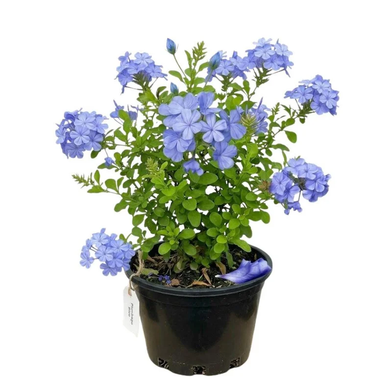 Plumbago Live Plant 4-7 Inch Tall - Blue Flowers, Perennial Outdoor Shrub Plumbago Live Plant 4-7 Inch Tall - Blue Flowers, Perennial Outdoor Shrub - Image 1