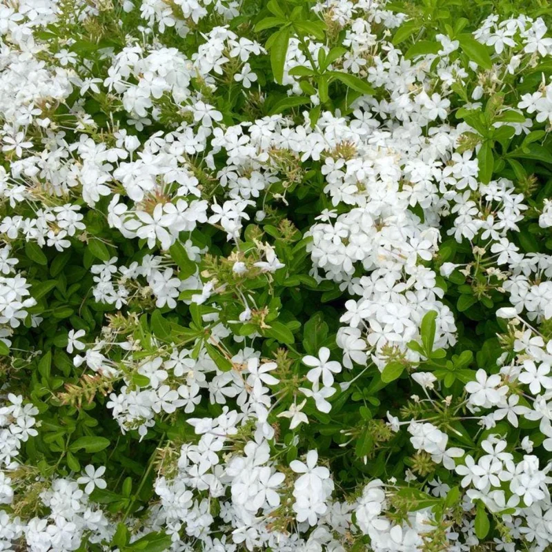 Plumbago Live Plant 4-7 Inch Tall - Blue Flowers, Perennial Outdoor Shrub Plumbago Live Plant 4-7 Inch Tall - Blue Flowers, Perennial Outdoor Shrub - Image 10