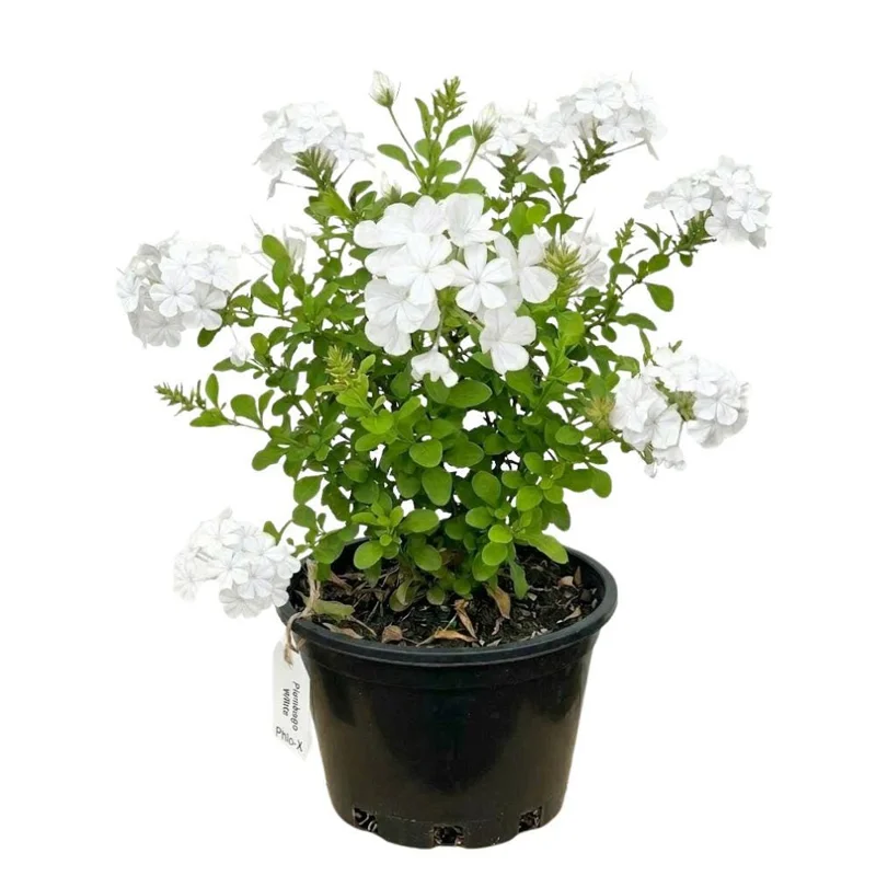 Plumbago Live Plant 4-7 Inch Tall - Blue Flowers, Perennial Outdoor Shrub Plumbago Live Plant 4-7 Inch Tall - Blue Flowers, Perennial Outdoor Shrub - Image 2
