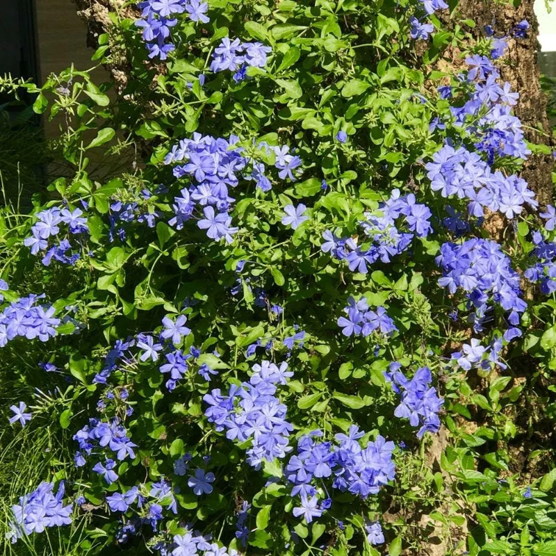 Plumbago Live Plant 4-7 Inch Tall - Blue Flowers, Perennial Outdoor Shrub Plumbago Live Plant 4-7 Inch Tall - Blue Flowers, Perennial Outdoor Shrub - Image 3