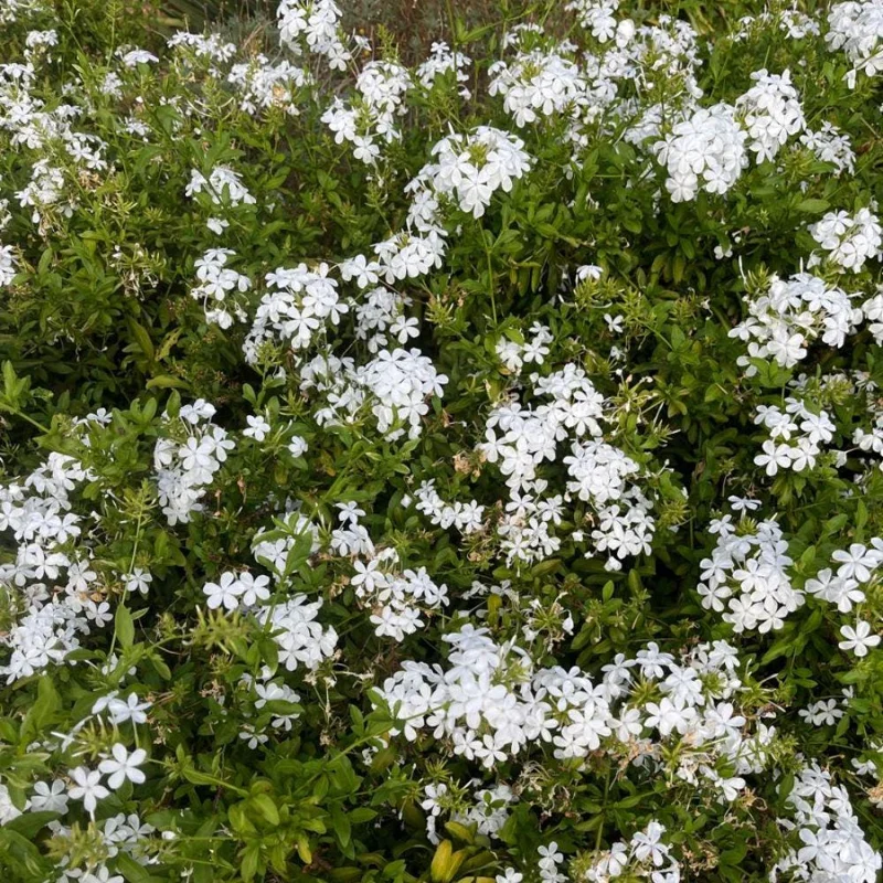 Plumbago Live Plant 4-7 Inch Tall - Blue Flowers, Perennial Outdoor Shrub Plumbago Live Plant 4-7 Inch Tall - Blue Flowers, Perennial Outdoor Shrub - Image 4