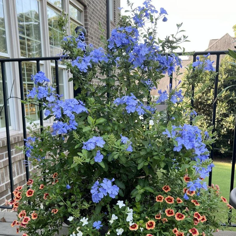 Plumbago Live Plant 4-7 Inch Tall - Blue Flowers, Perennial Outdoor Shrub Plumbago Live Plant 4-7 Inch Tall - Blue Flowers, Perennial Outdoor Shrub - Image 5