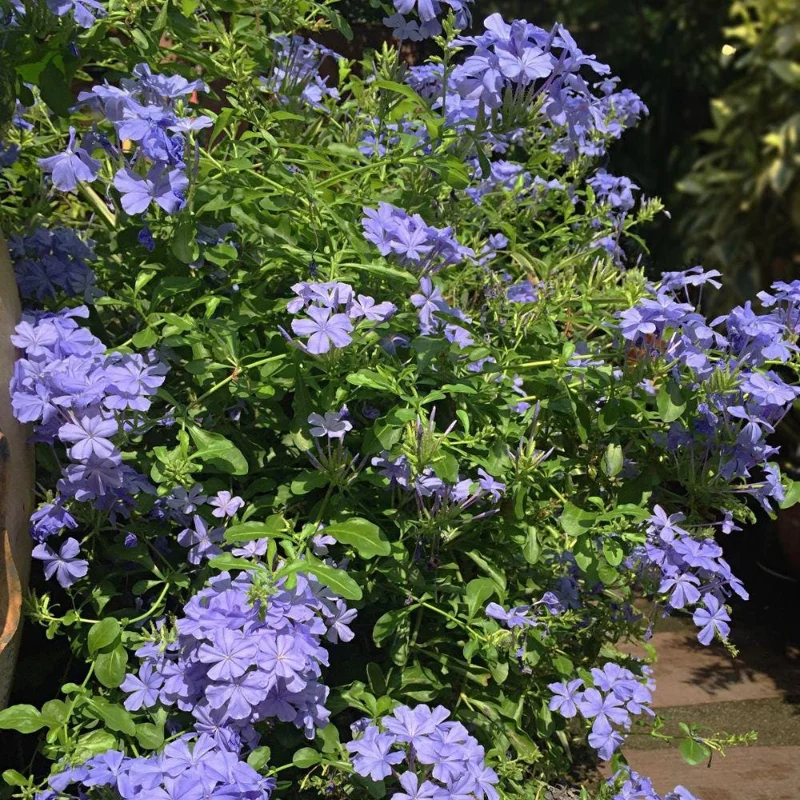Plumbago Live Plant 4-7 Inch Tall - Blue Flowers, Perennial Outdoor Shrub Plumbago Live Plant 4-7 Inch Tall - Blue Flowers, Perennial Outdoor Shrub - Image 6