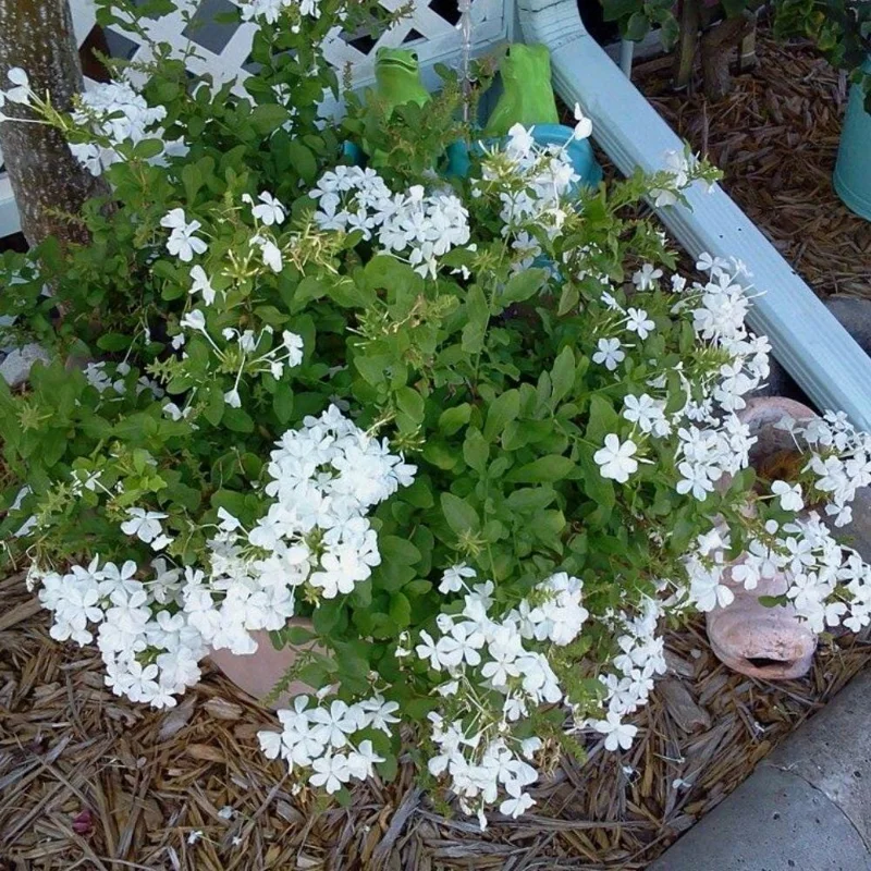 Plumbago Live Plant 4-7 Inch Tall - Blue Flowers, Perennial Outdoor Shrub Plumbago Live Plant 4-7 Inch Tall - Blue Flowers, Perennial Outdoor Shrub - Image 7