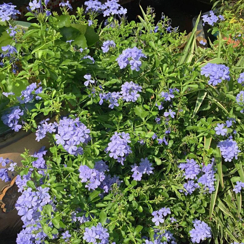 Plumbago Live Plant 4-7 Inch Tall - Blue Flowers, Perennial Outdoor Shrub Plumbago Live Plant 4-7 Inch Tall - Blue Flowers, Perennial Outdoor Shrub - Image 8