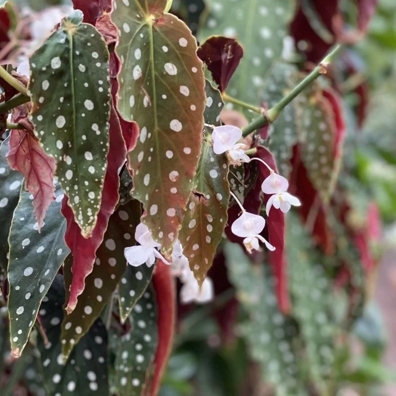 Polka Dot Begonia Plant 4-7 Inch - Live Angel Wing Maculata Houseplant Polka Dot Begonia Plant 4-7 Inch - Live Angel Wing Maculata Houseplant - Image 2