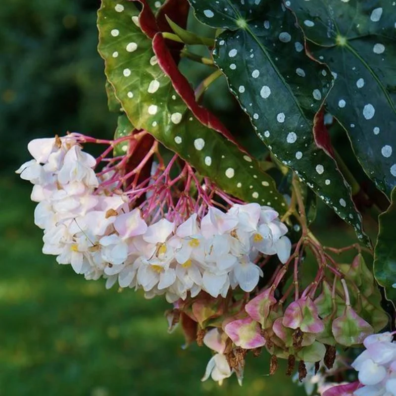 Polka Dot Begonia Plant 4-7 Inch - Live Angel Wing Maculata Houseplant Polka Dot Begonia Plant 4-7 Inch - Live Angel Wing Maculata Houseplant - Image 3