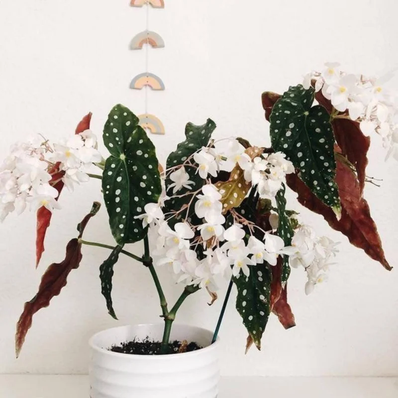 Polka Dot Begonia Plant 4-7 Inch - Live Angel Wing Maculata Houseplant Polka Dot Begonia Plant 4-7 Inch - Live Angel Wing Maculata Houseplant - Image 4