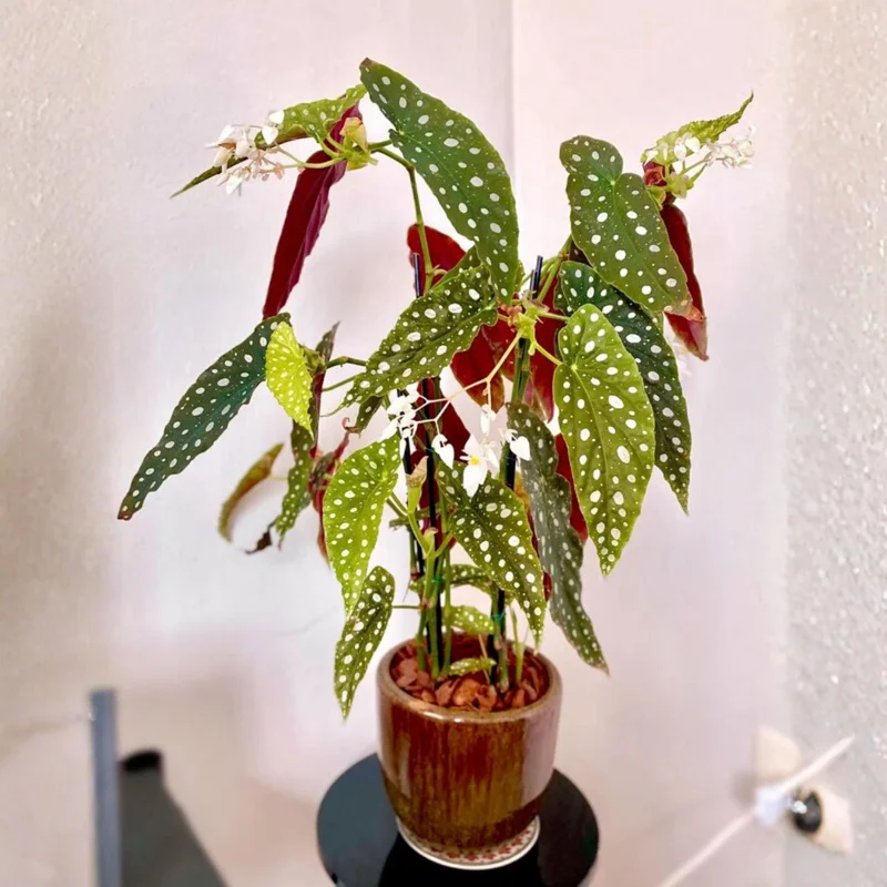 Polka Dot Begonia Plant 4-7 Inch - Live Angel Wing Maculata Houseplant Polka Dot Begonia Plant 4-7 Inch - Live Angel Wing Maculata Houseplant - Image 5