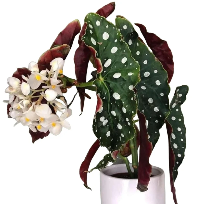 Polka Dot Begonia Plant 4-7 Inch - Live Angel Wing Maculata Houseplant Polka Dot Begonia Plant 4-7 Inch - Live Angel Wing Maculata Houseplant - Image 6
