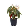 Polka Dot Begonia Plant 4-7 Inch - Live Angel Wing Maculata Houseplant - Image 1