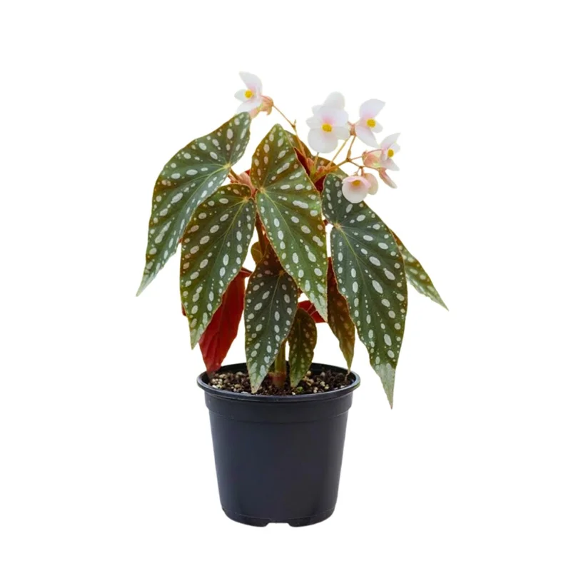 Polka Dot Begonia Plant 4-7 Inch - Live Angel Wing Maculata Houseplant Polka Dot Begonia Plant 4-7 Inch - Live Angel Wing Maculata Houseplant - Image 1