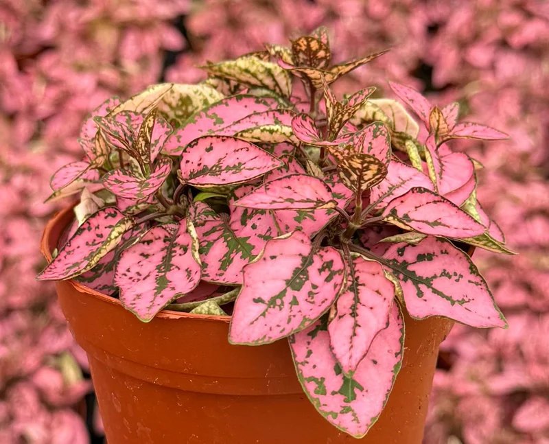 Polka Dot Plant (Hypoestes phyllostachya) Live Plant - 4 Inch Pot - Indoor Polka Dot Plant (Hypoestes phyllostachya) Live Plant - 4 Inch Pot - Indoor - Image 2