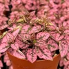 Polka Dot Plant (Hypoestes phyllostachya) Live Plant - 4 Inch Pot - Indoor - Image 1