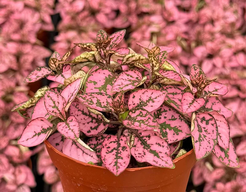 Polka Dot Plant (Hypoestes phyllostachya) Live Plant - 4 Inch Pot - Indoor Polka Dot Plant (Hypoestes phyllostachya) Live Plant - 4 Inch Pot - Indoor - Image 1