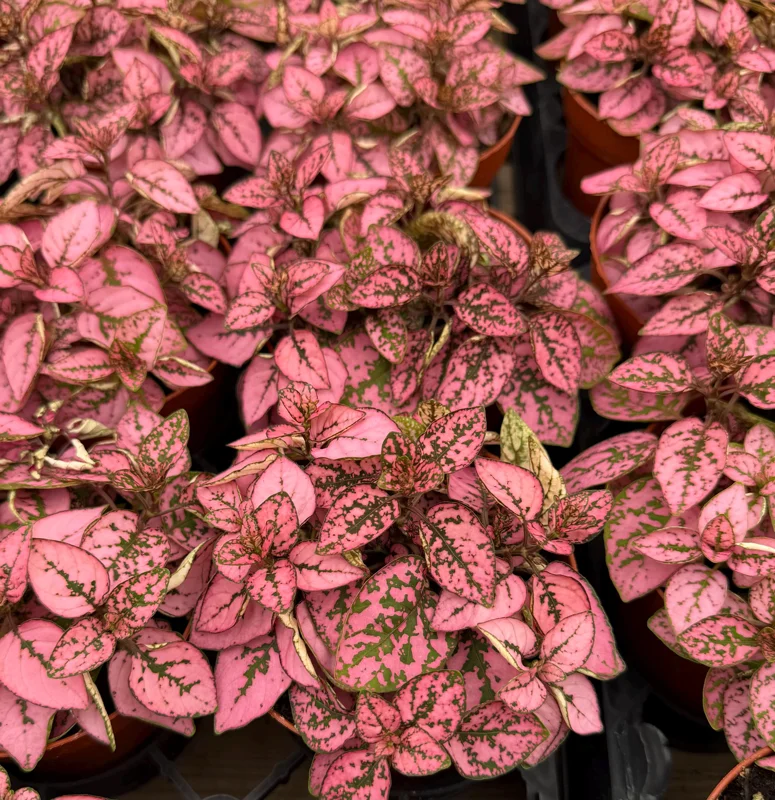 Polka Dot Plant (Hypoestes phyllostachya) Live Plant - 4 Inch Pot - Indoor Polka Dot Plant (Hypoestes phyllostachya) Live Plant - 4 Inch Pot - Indoor - Image 3