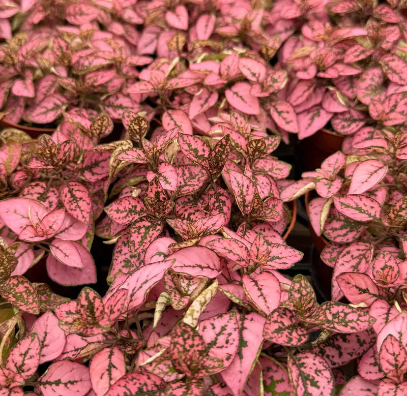 Polka Dot Plant (Hypoestes phyllostachya) Live Plant - 4 Inch Pot - Indoor Polka Dot Plant (Hypoestes phyllostachya) Live Plant - 4 Inch Pot - Indoor - Image 4