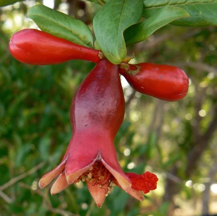 Pomegranate Live Plant – 8-10 Inch Tall Seedling – 4 Inch Pot – Fruit Tree Pomegranate Live Plant – 8-10 Inch Tall Seedling – 4 Inch Pot – Fruit Tree - Image 10