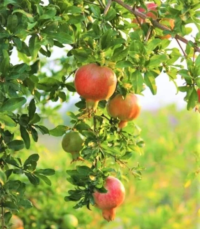 Pomegranate Live Plant – 8-10 Inch Tall Seedling – 4 Inch Pot – Fruit Tree Pomegranate Live Plant – 8-10 Inch Tall Seedling – 4 Inch Pot – Fruit Tree - Image 2