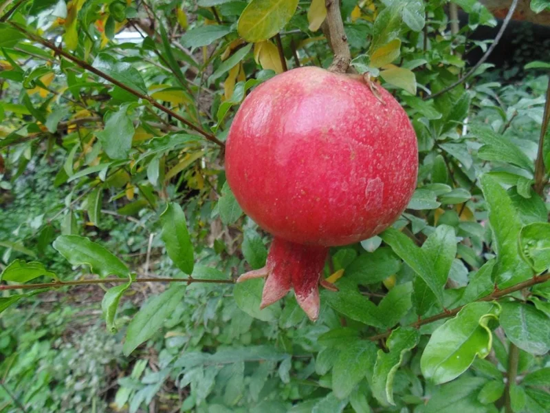 Pomegranate Live Plant – 8-10 Inch Tall Seedling – 4 Inch Pot – Fruit Tree Pomegranate Live Plant – 8-10 Inch Tall Seedling – 4 Inch Pot – Fruit Tree - Image 4