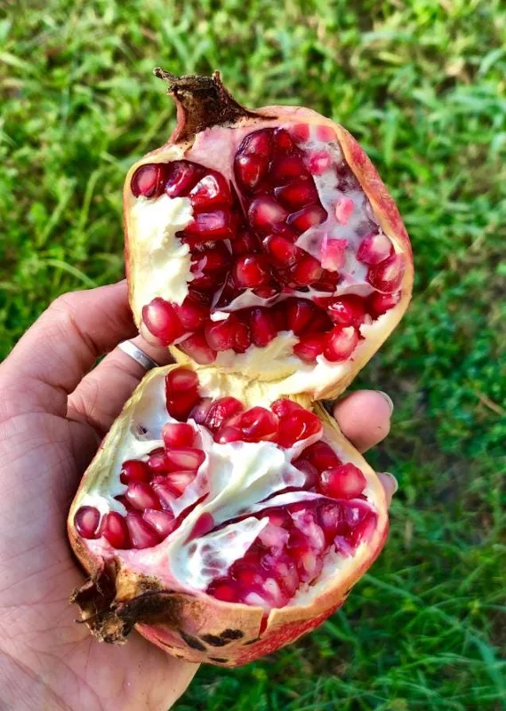 Pomegranate Live Plant – 8-10 Inch Tall Seedling – 4 Inch Pot – Fruit Tree Pomegranate Live Plant – 8-10 Inch Tall Seedling – 4 Inch Pot – Fruit Tree - Image 5