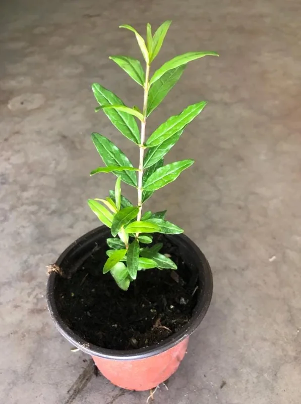 Pomegranate Live Plant – 8-10 Inch Tall Seedling – 4 Inch Pot – Fruit Tree Pomegranate Live Plant – 8-10 Inch Tall Seedling – 4 Inch Pot – Fruit Tree - Image 6