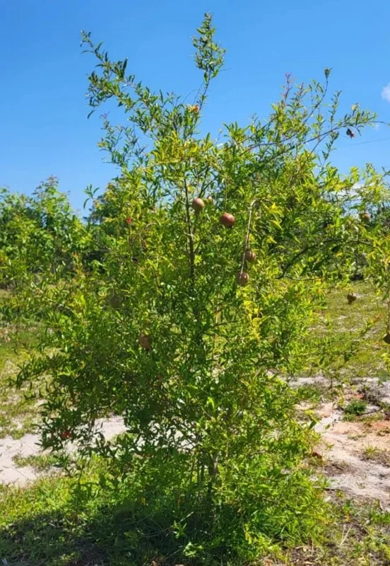 Pomegranate Live Plant – 8-10 Inch Tall Seedling – 4 Inch Pot – Fruit Tree Pomegranate Live Plant – 8-10 Inch Tall Seedling – 4 Inch Pot – Fruit Tree - Image 7