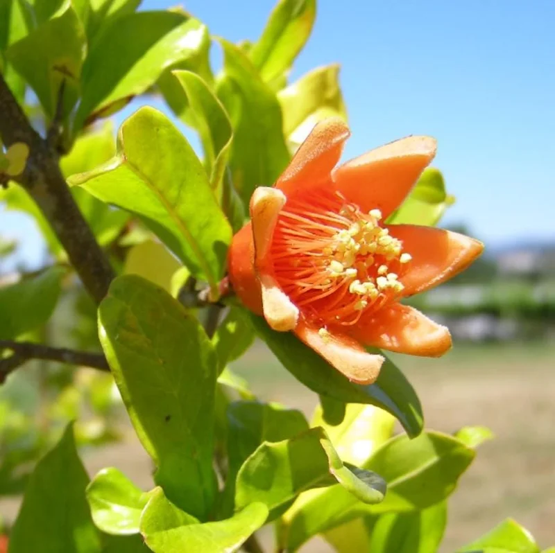 Pomegranate Live Plant – 8-10 Inch Tall Seedling – 4 Inch Pot – Fruit Tree Pomegranate Live Plant – 8-10 Inch Tall Seedling – 4 Inch Pot – Fruit Tree - Image 8