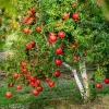 Pomegranate Live Plant – 8-10 Inch Tall Seedling – 4 Inch Pot – Fruit Tree Pomegranate Live Plant – 8-10 Inch Tall Seedling – 4 Inch Pot – Fruit Tree - Image 1