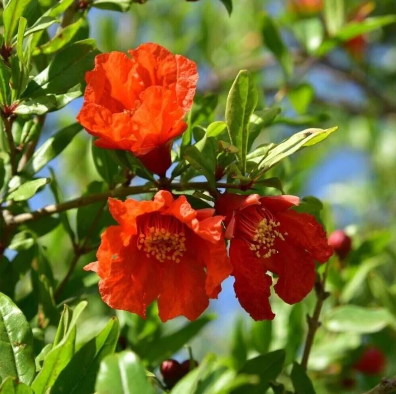 Pomegranate Live Plant – 8-10 Inch Tall Seedling – 4 Inch Pot – Fruit Tree Pomegranate Live Plant – 8-10 Inch Tall Seedling – 4 Inch Pot – Fruit Tree - Image 9