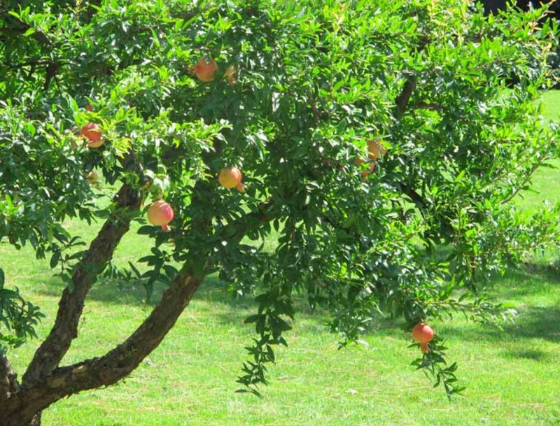 Pomegranate Live Plants - Set of 3 Fruit Tree Seedlings, 8-10 Inch Tall in 4 Inch Pots Pomegranate Live Plants - Set of 3 Fruit Tree Seedlings, 8-10 Inch Tall in 4 Inch Pots - Image 10