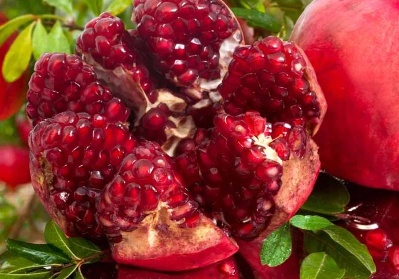 Pomegranate Live Plants - Set of 3 Fruit Tree Seedlings, 8-10 Inch Tall in 4 Inch Pots Pomegranate Live Plants - Set of 3 Fruit Tree Seedlings, 8-10 Inch Tall in 4 Inch Pots - Image 4