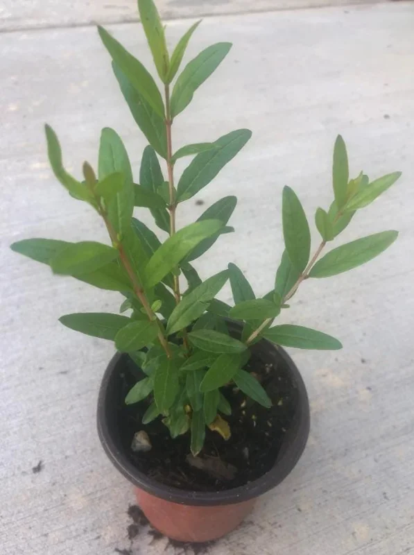 Pomegranate Live Plants - Set of 3 Fruit Tree Seedlings, 8-10 Inch Tall in 4 Inch Pots Pomegranate Live Plants - Set of 3 Fruit Tree Seedlings, 8-10 Inch Tall in 4 Inch Pots - Image 6